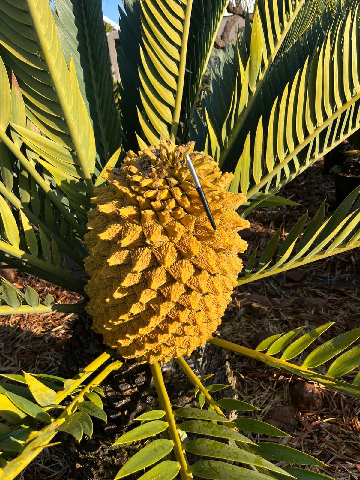 What Is a Cycad? South Africa's Living Fossils