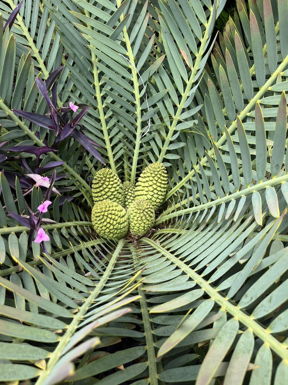 How to Care for Your Cycad: A Beginner's Guide
