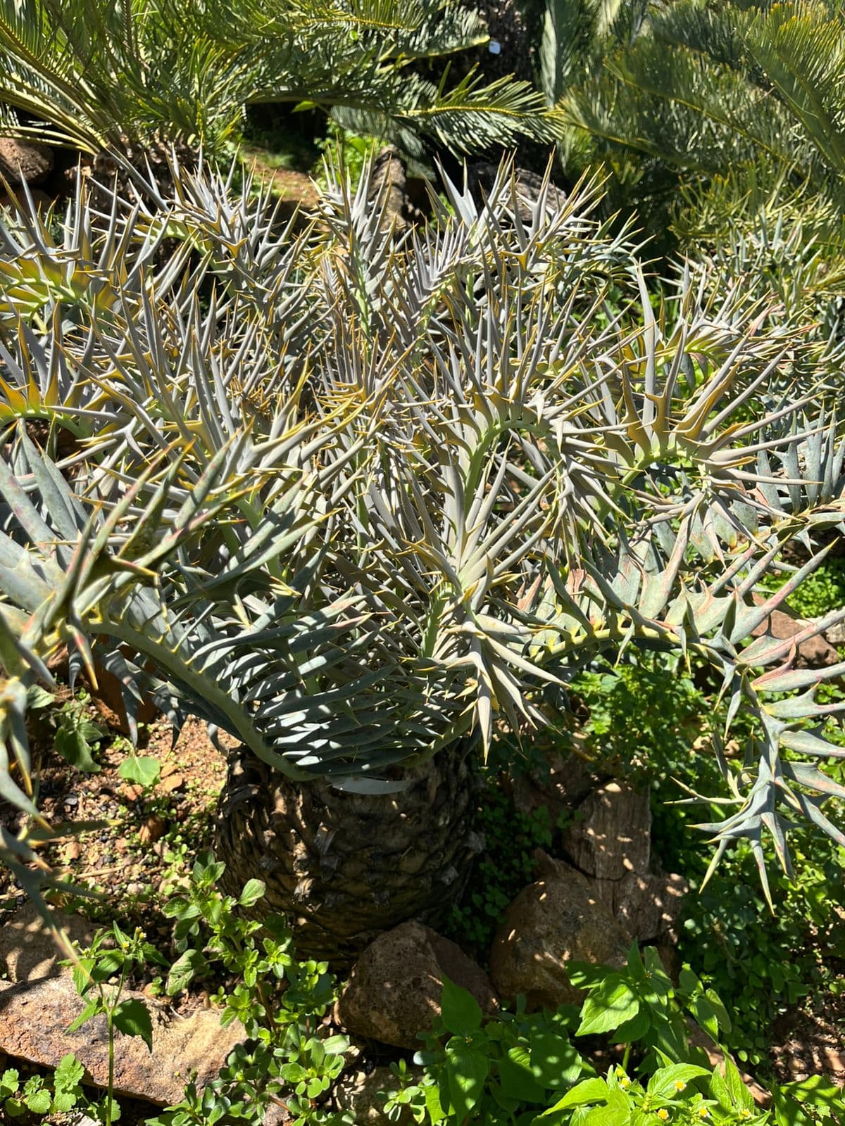 TOPS Permits Explained: Buying Cycads Legally in South Africa