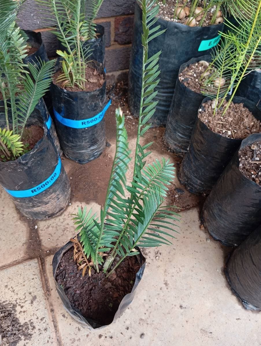 Encephalartos afer