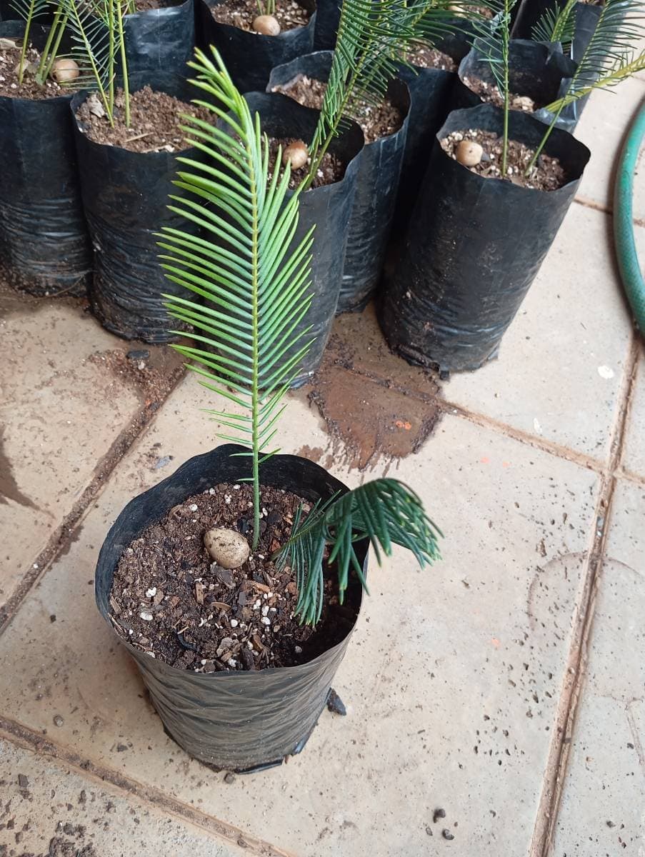 Encephalartos ghellinckii