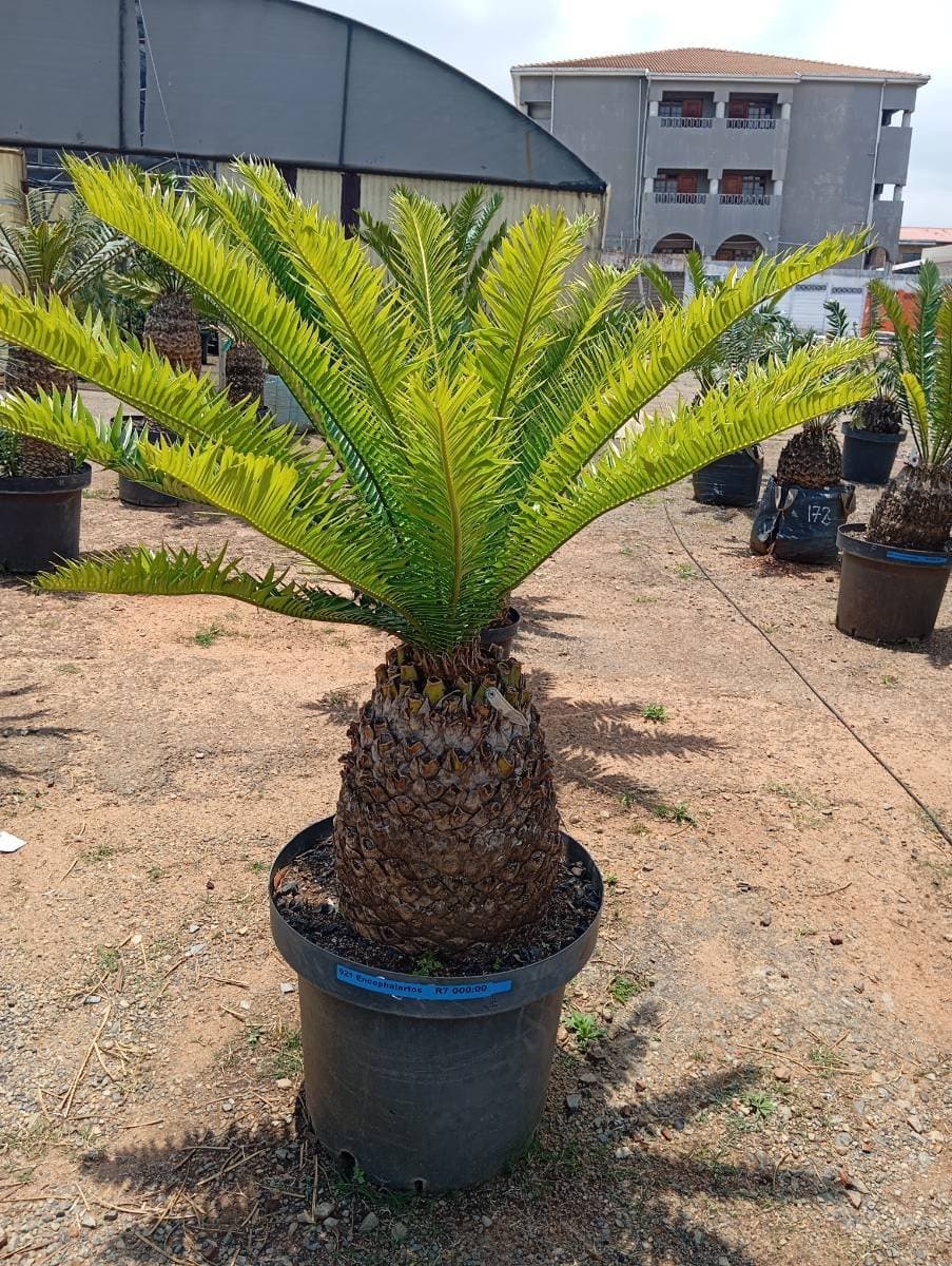 Encephalartos natalensis