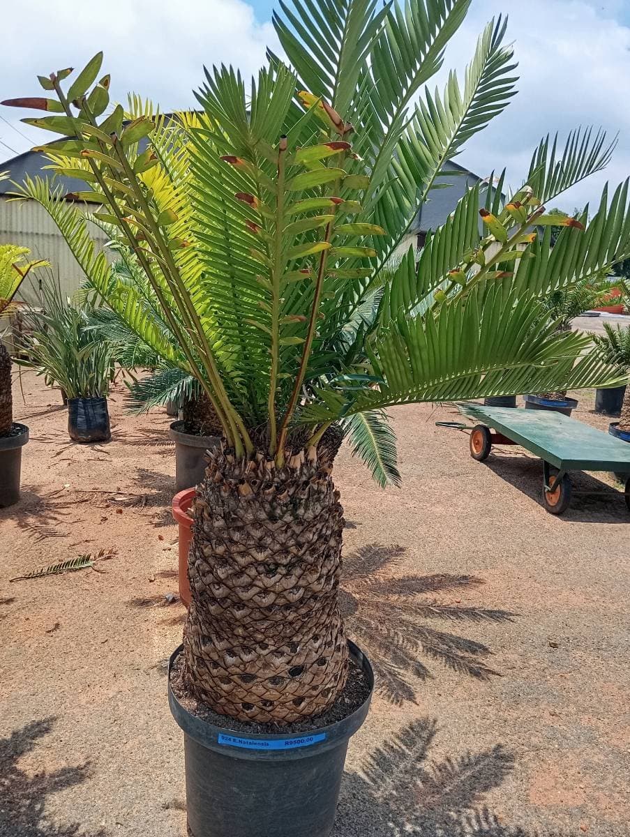Encephalartos natalensis
