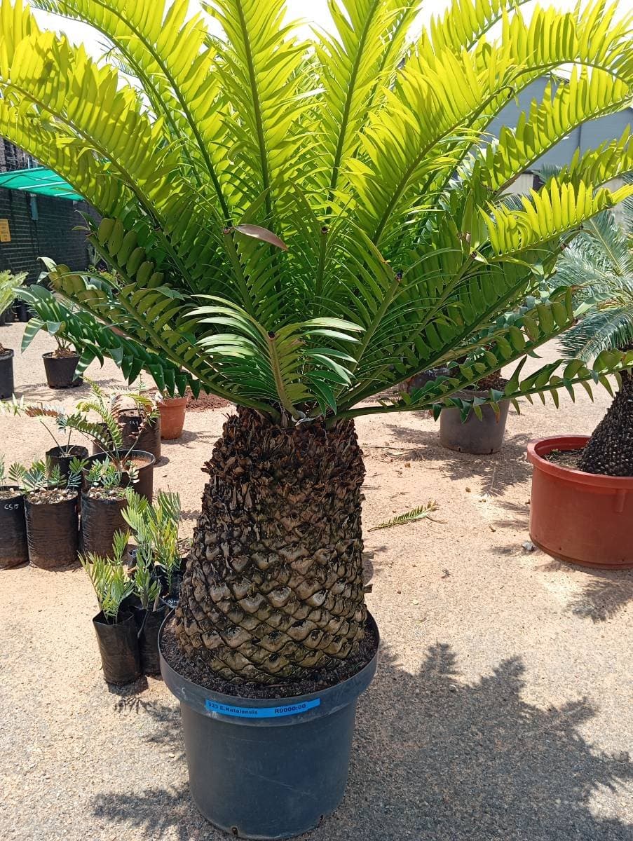 Encephalartos natalensis