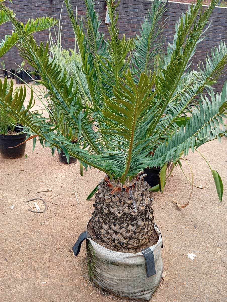 Encephalartos aemulans
