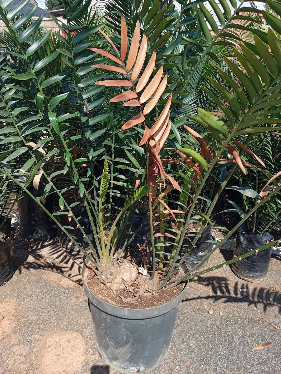 Encephalartos transvenosus