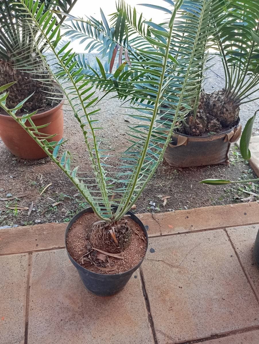 Encephalartos ngoyanus