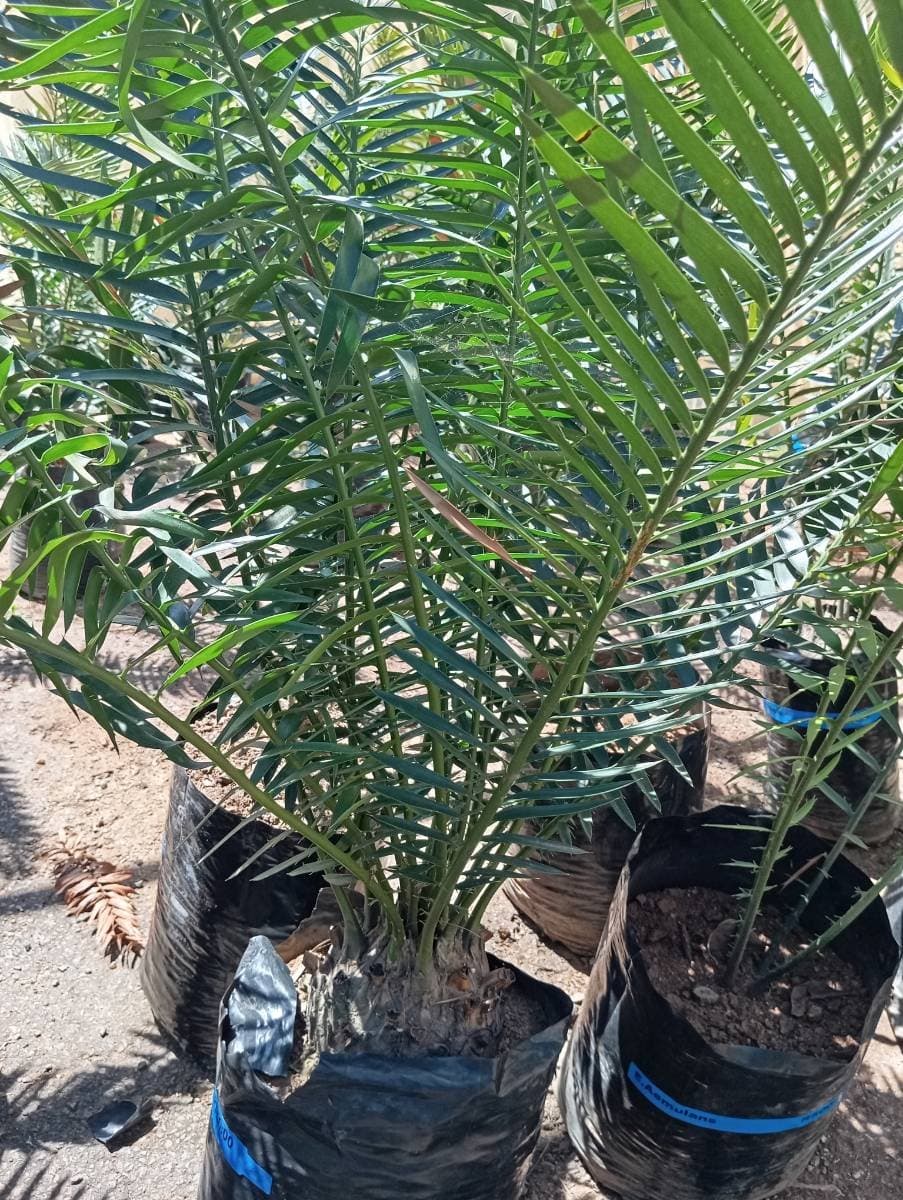 Encephalartos msinganus