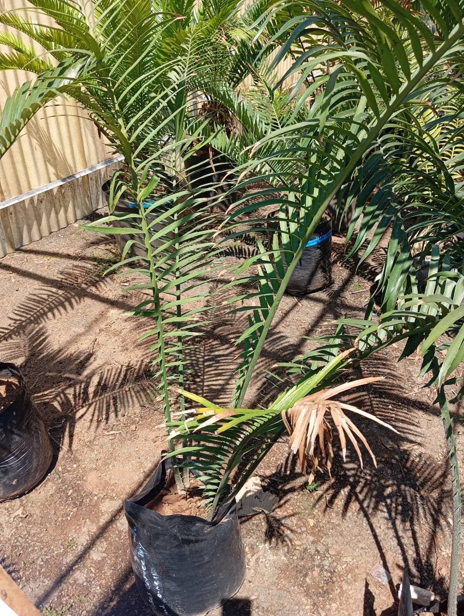 Encephalartos villosus