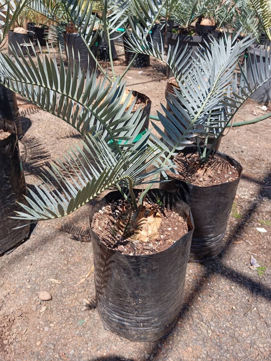 Encephalartos lehmannii
