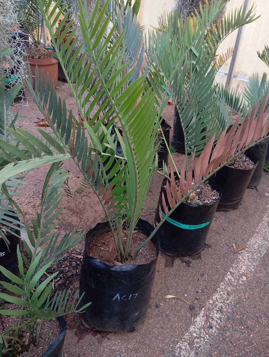 Encephalartos nubimontanus