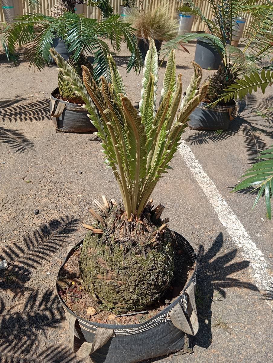 Encephalartos transvenosus
