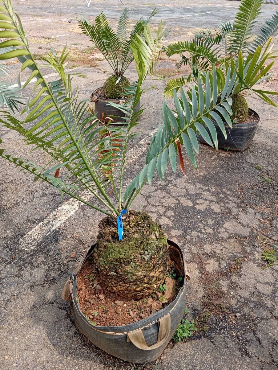 Encephalartos transvenosus