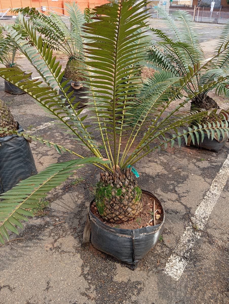 Encephalartos transvenosus