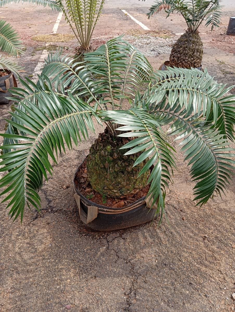 Encephalartos transvenosus