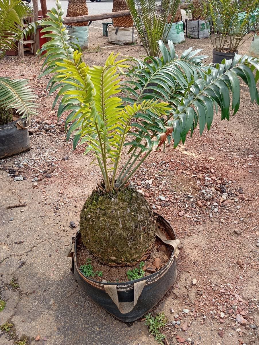 Encephalartos transvenosus