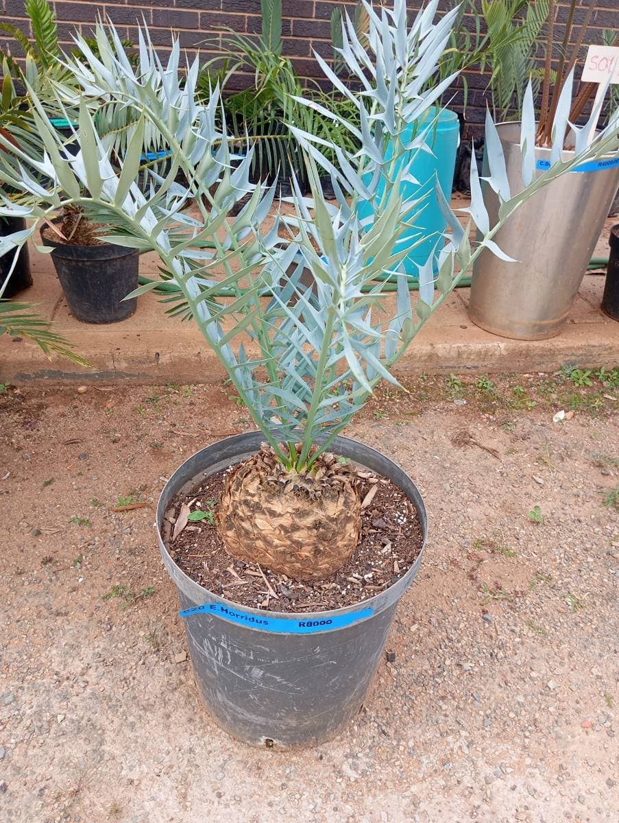 Encephalartos horridus