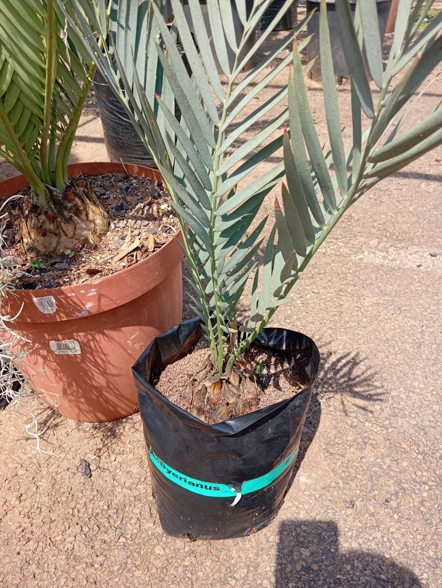 Encephalartos dyerianus