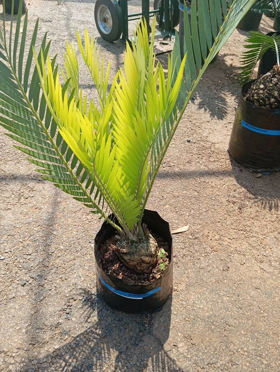 Encephalartos dyerianus