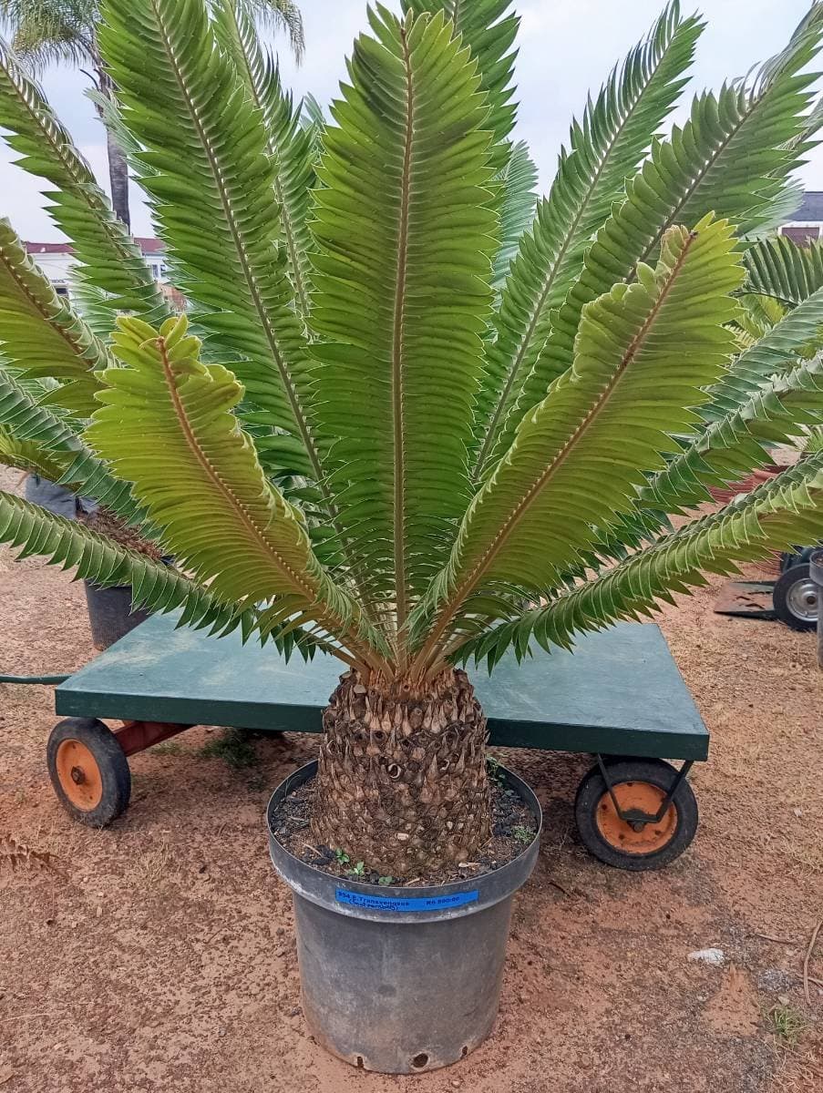 Encephalartos transvenosus