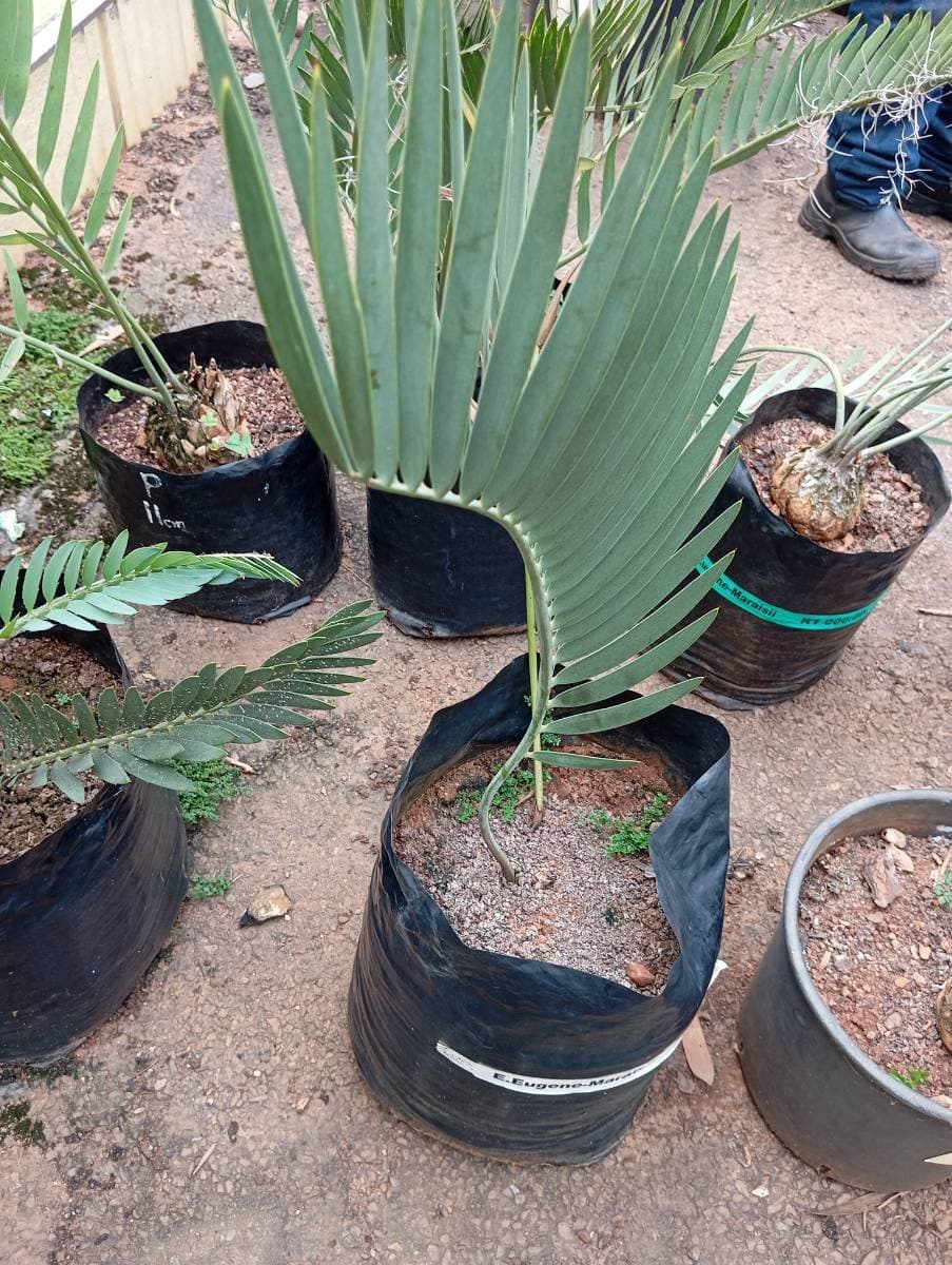 Encephalartos eugene-maraisii
