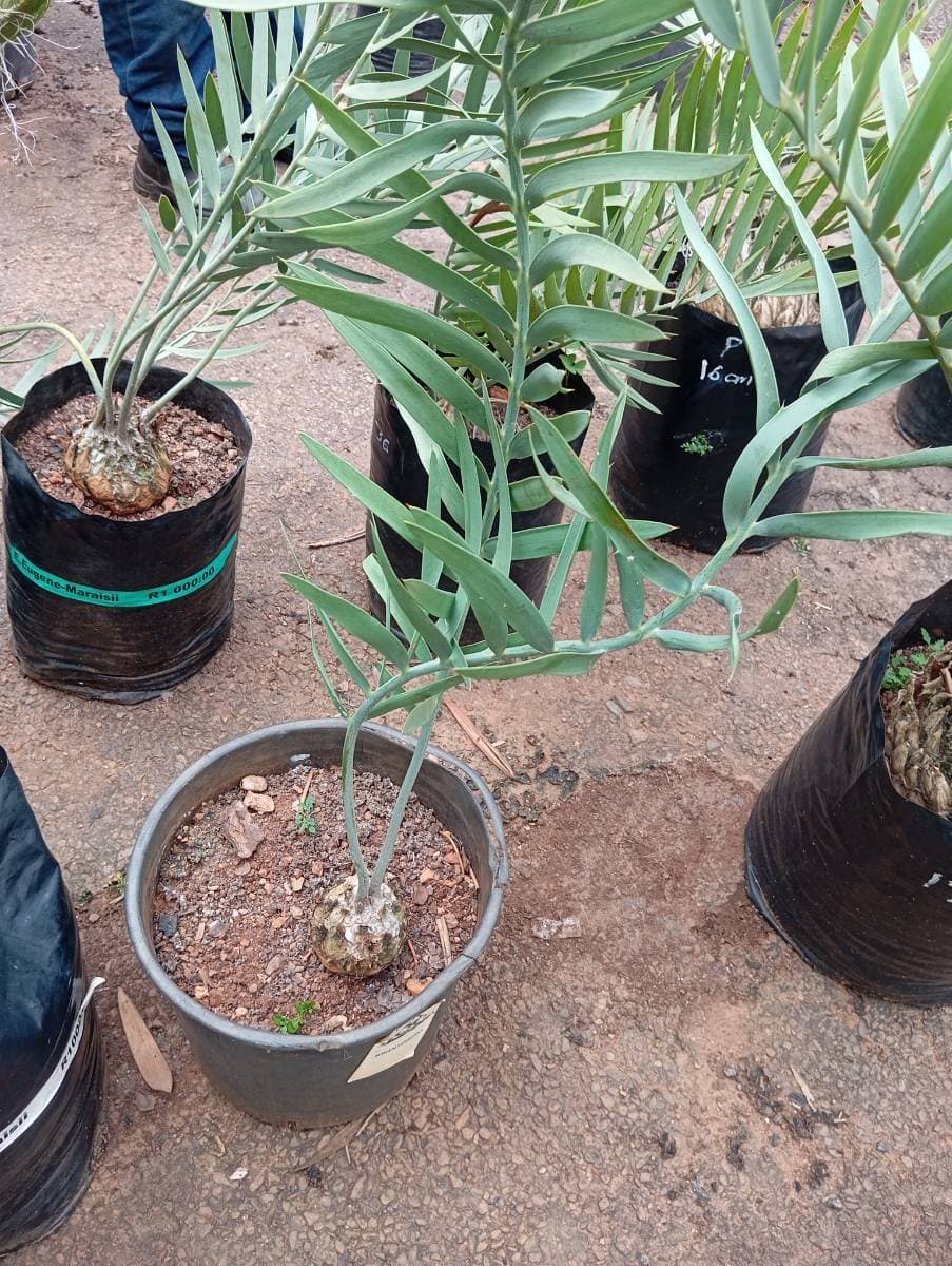 Encephalartos eugene-maraisii