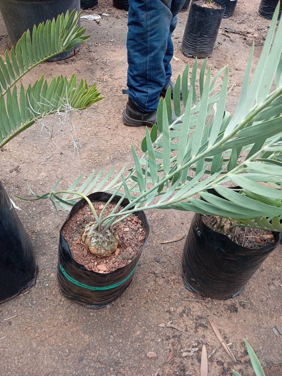 Encephalartos eugene-maraisii