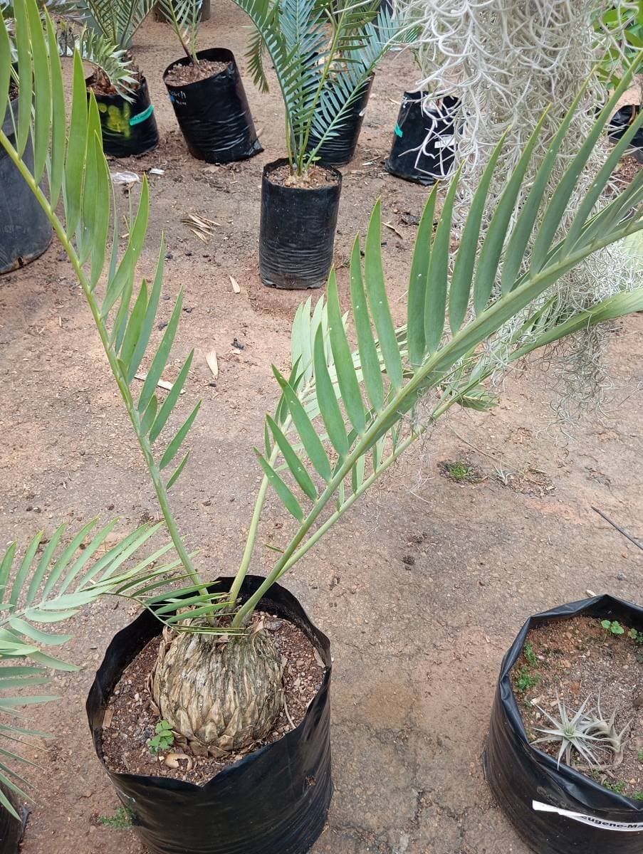 Encephalartos eugene-maraisii