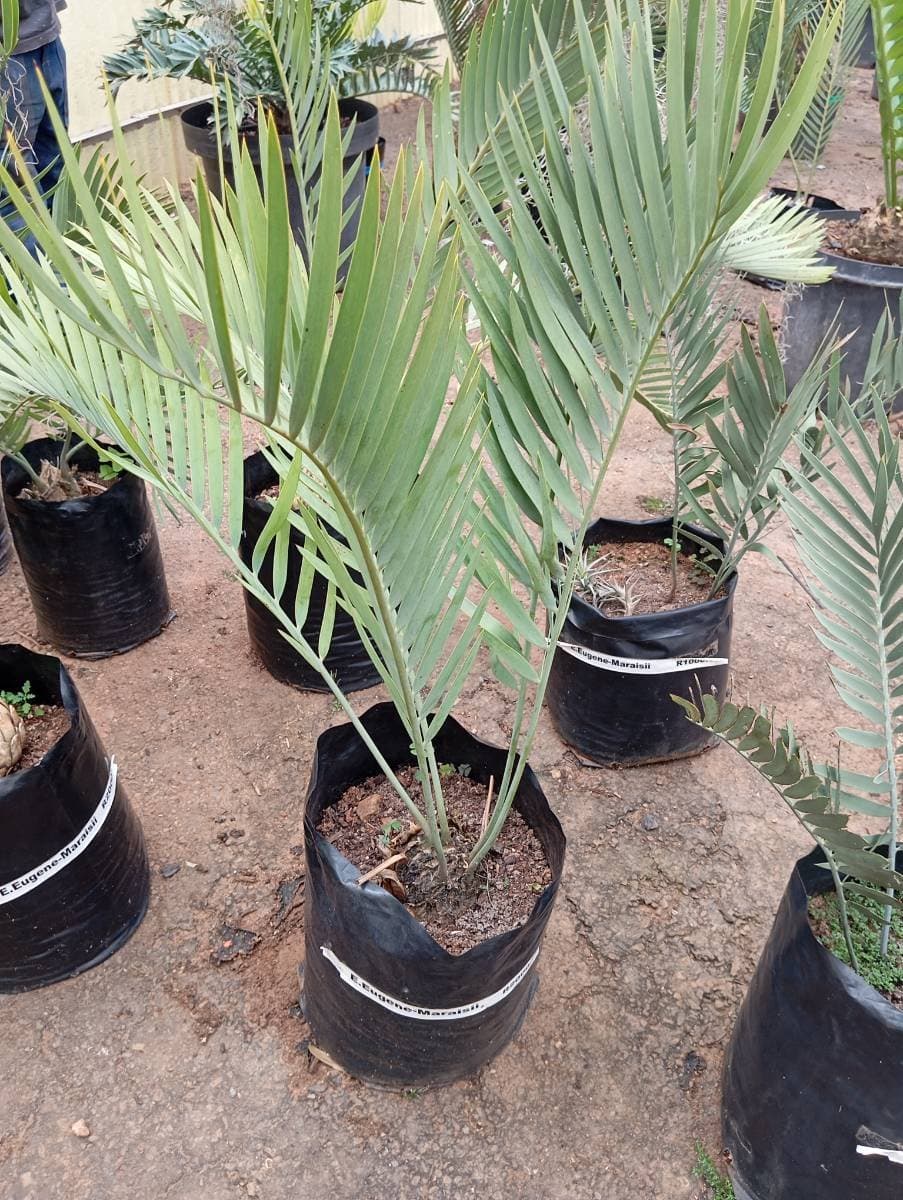 Encephalartos eugene-maraisii