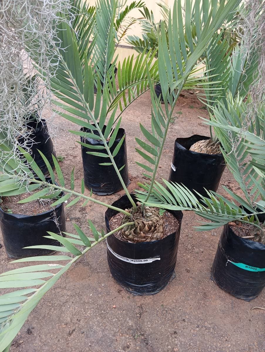 Encephalartos eugene-maraisii