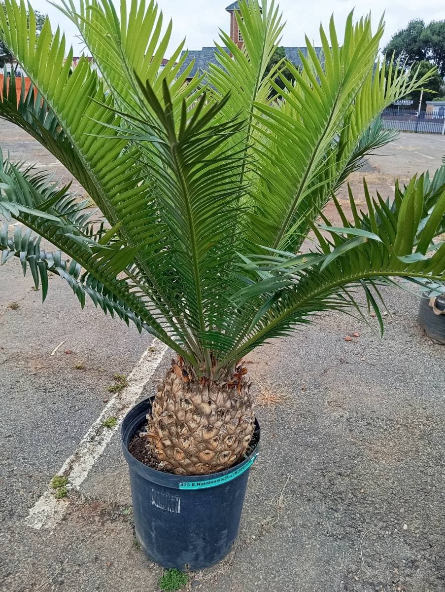 Encephalartos natalensis