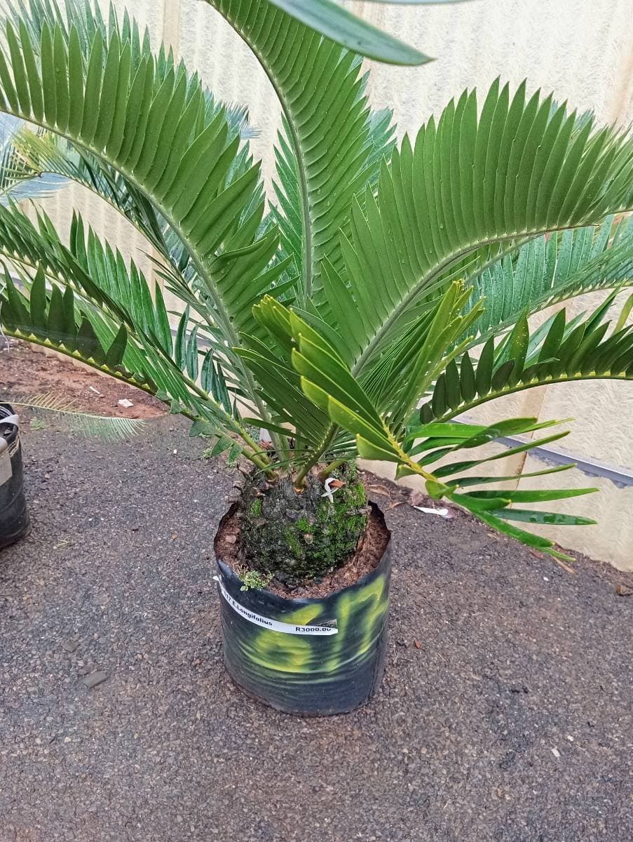 Encephalartos longifolius