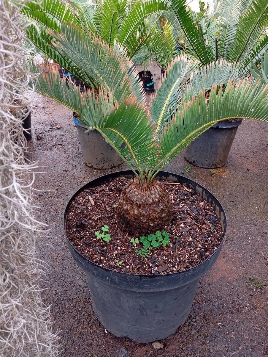 Encephalartos laevifolius