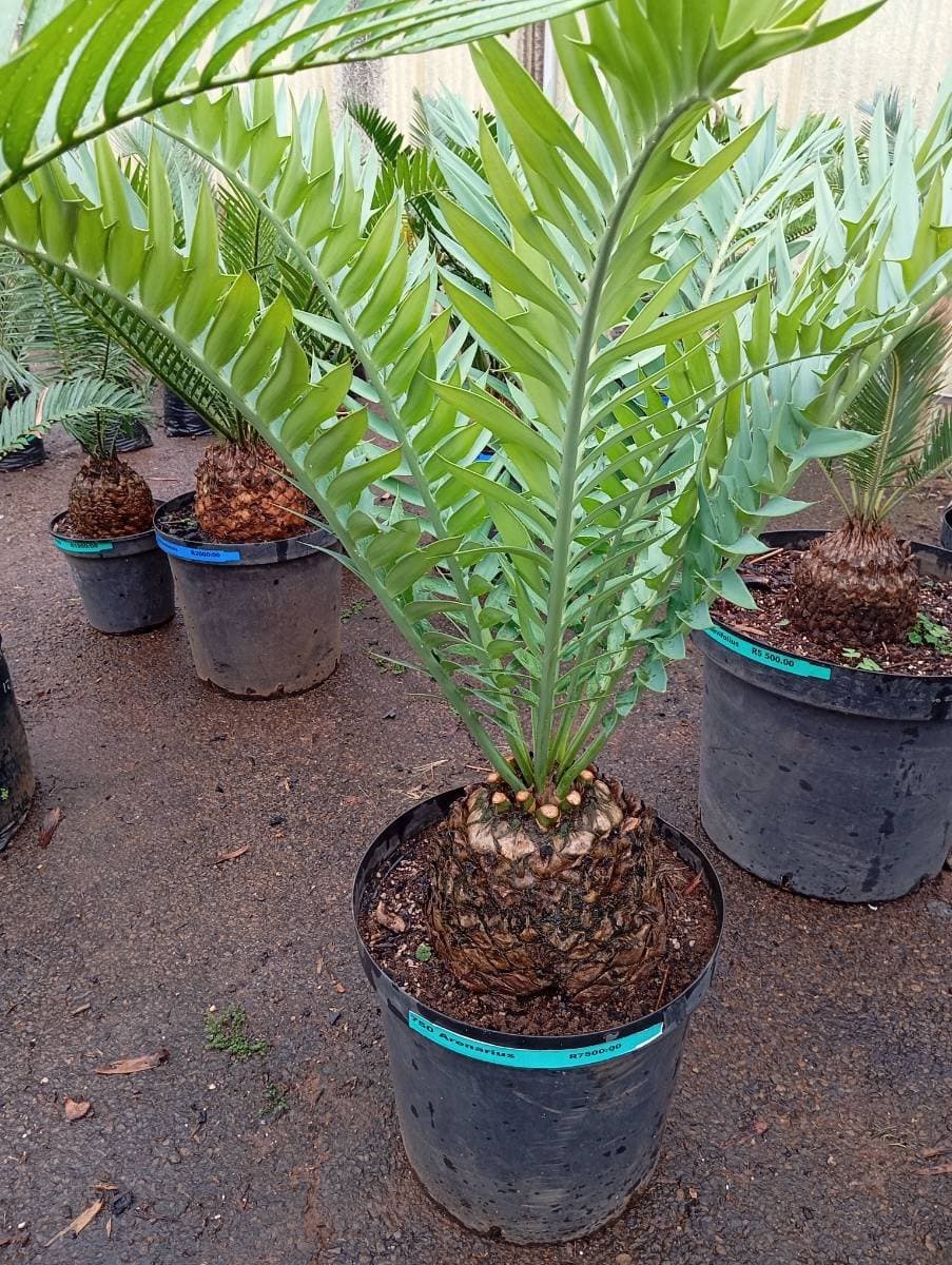 Encephalartos arenarius