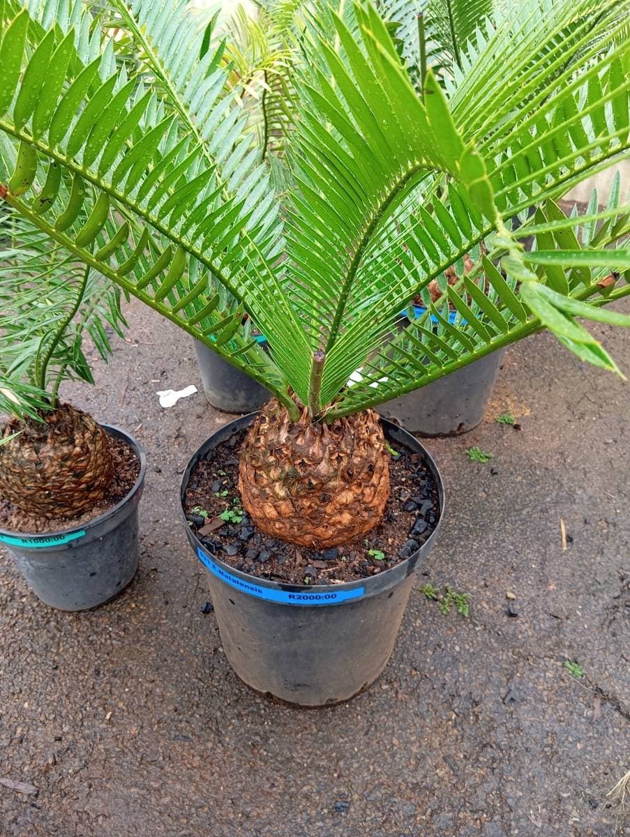 Encephalartos natalensis