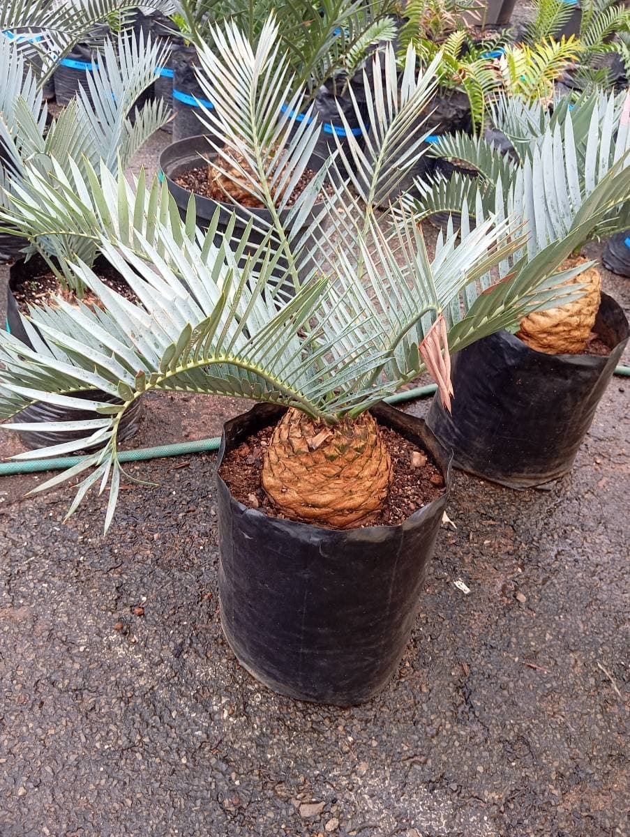 Encephalartos lehmannii