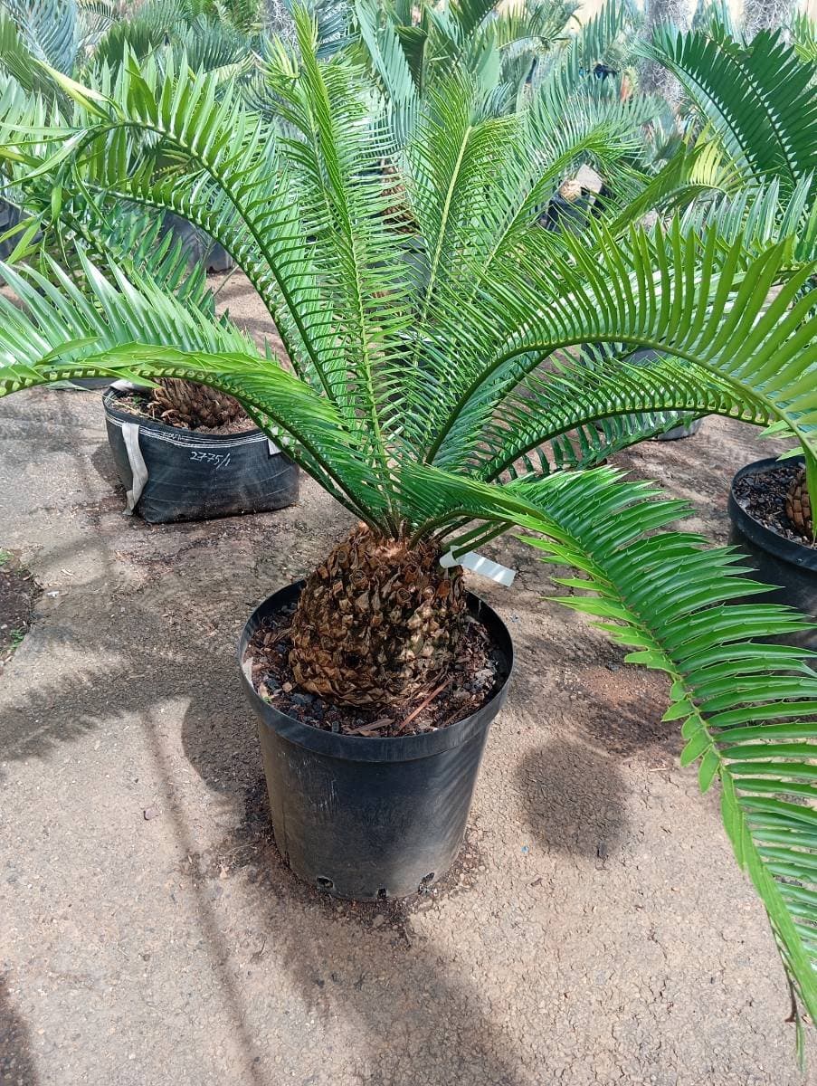 Encephalartos natalensis