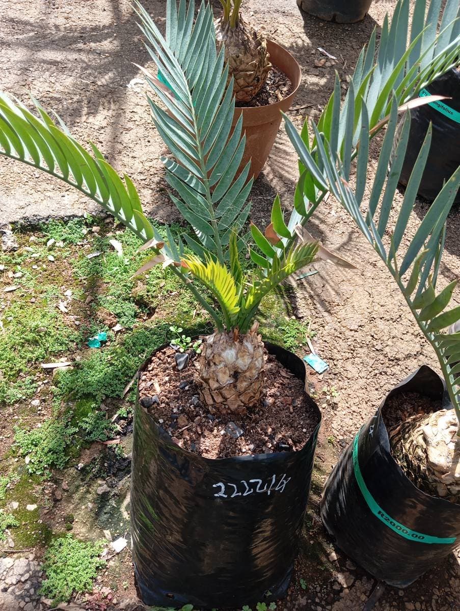 Encephalartos princeps