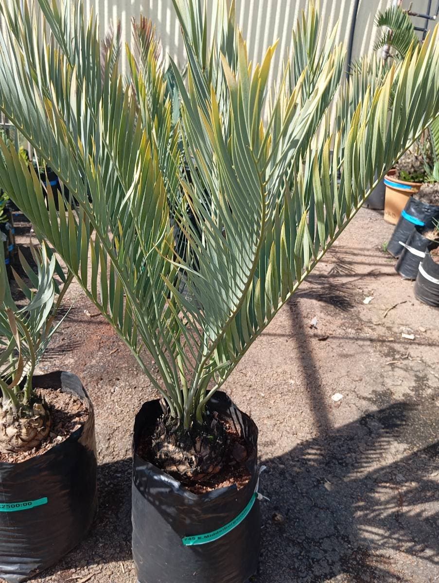 Encephalartos middelburgensis