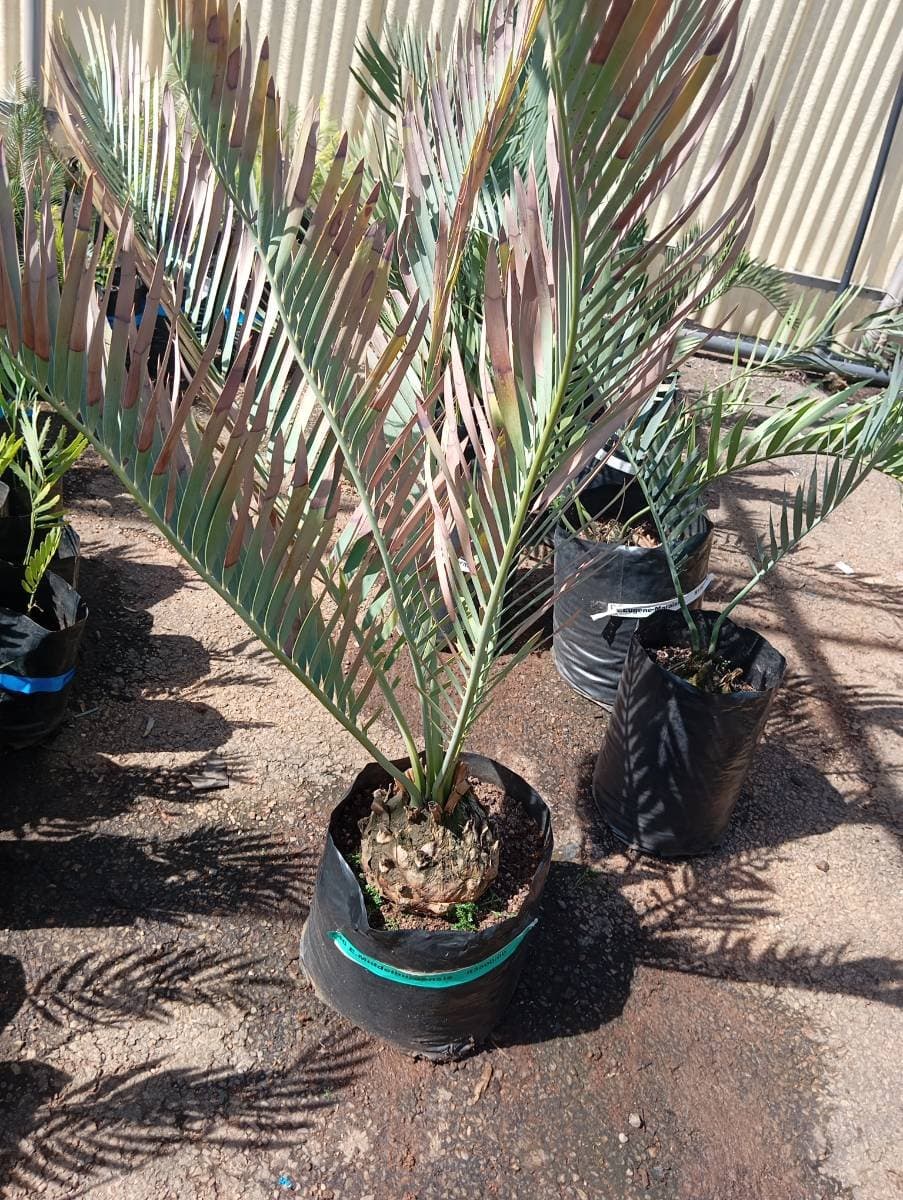 Encephalartos middelburgensis