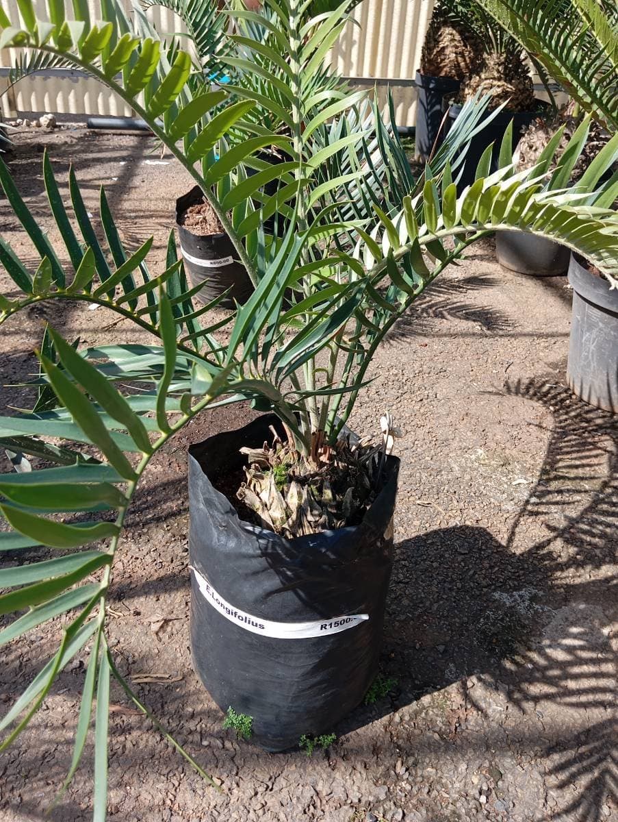 Encephalartos longifolius