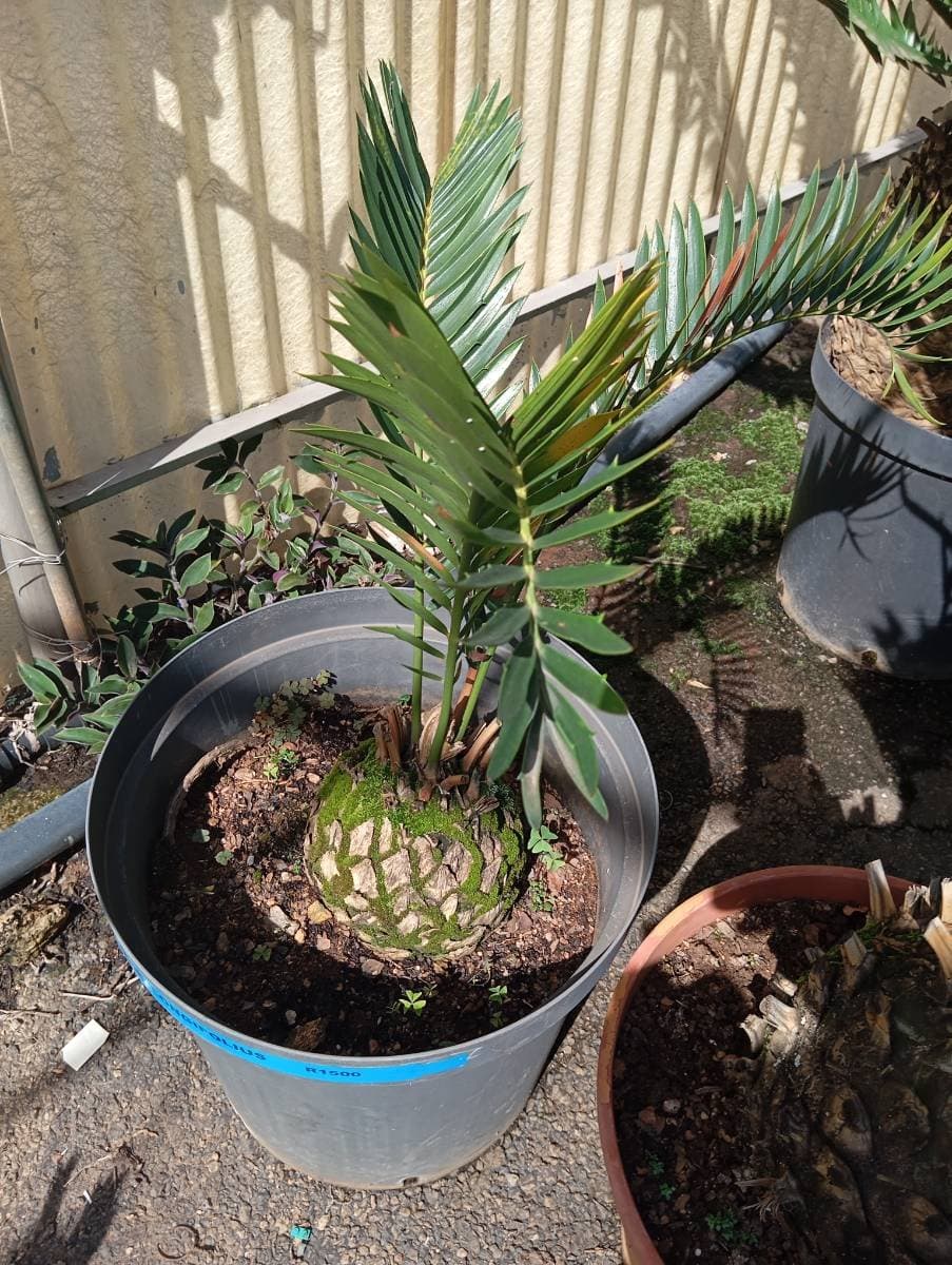 Encephalartos longifolius