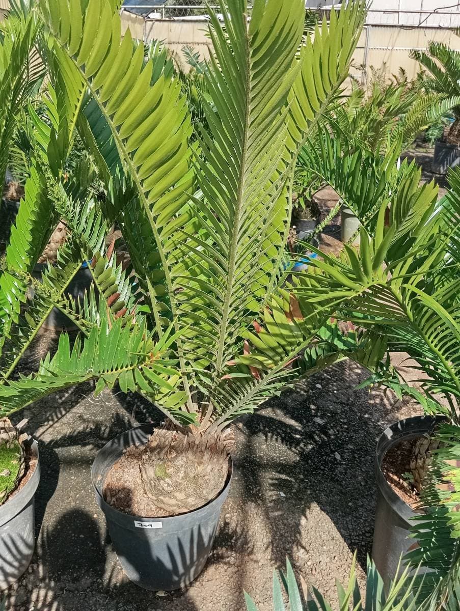 Encephalartos aemulans