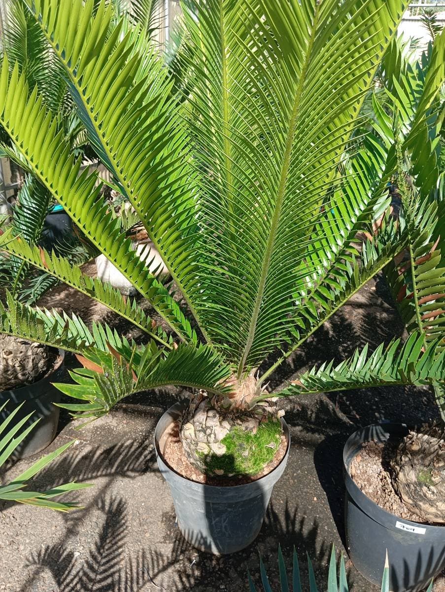 Encephalartos aemulans