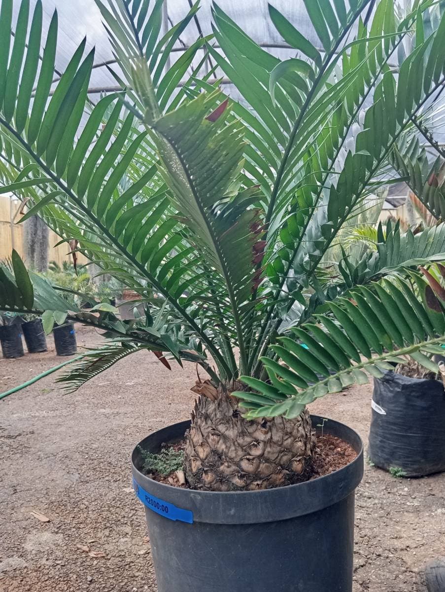 Encephalartos natalensis