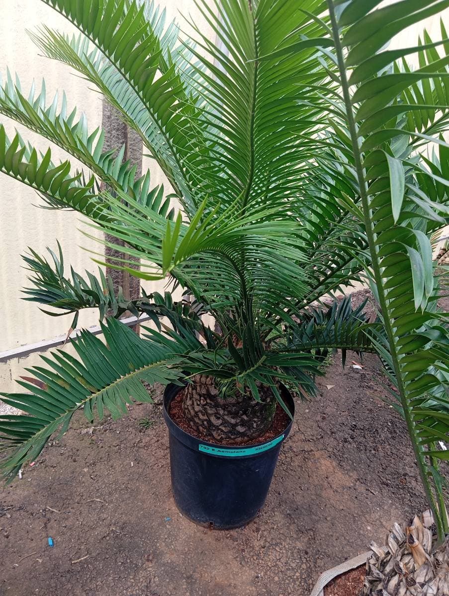 Encephalartos aemulans
