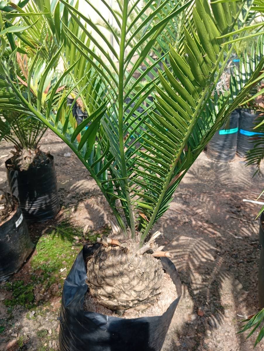 Encephalartos lebomboensis