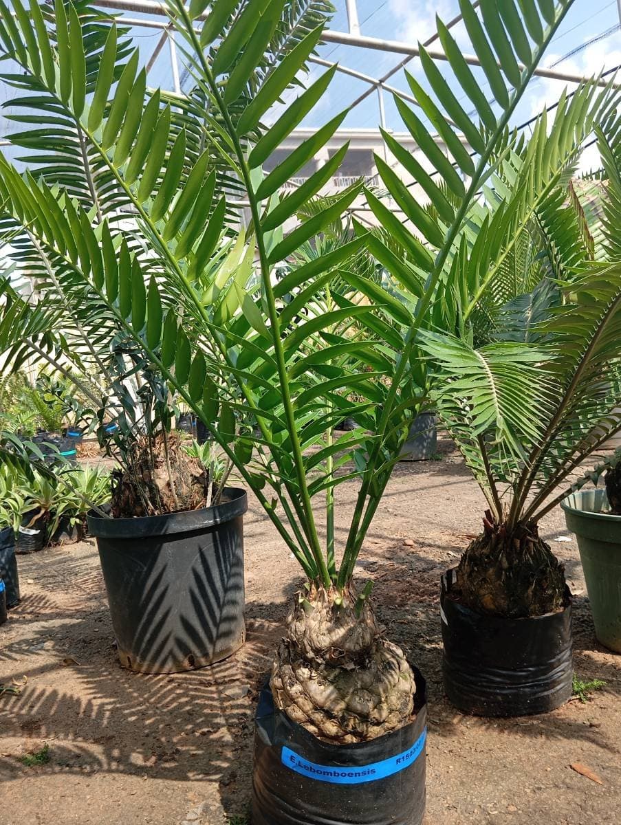 Encephalartos lebomboensis