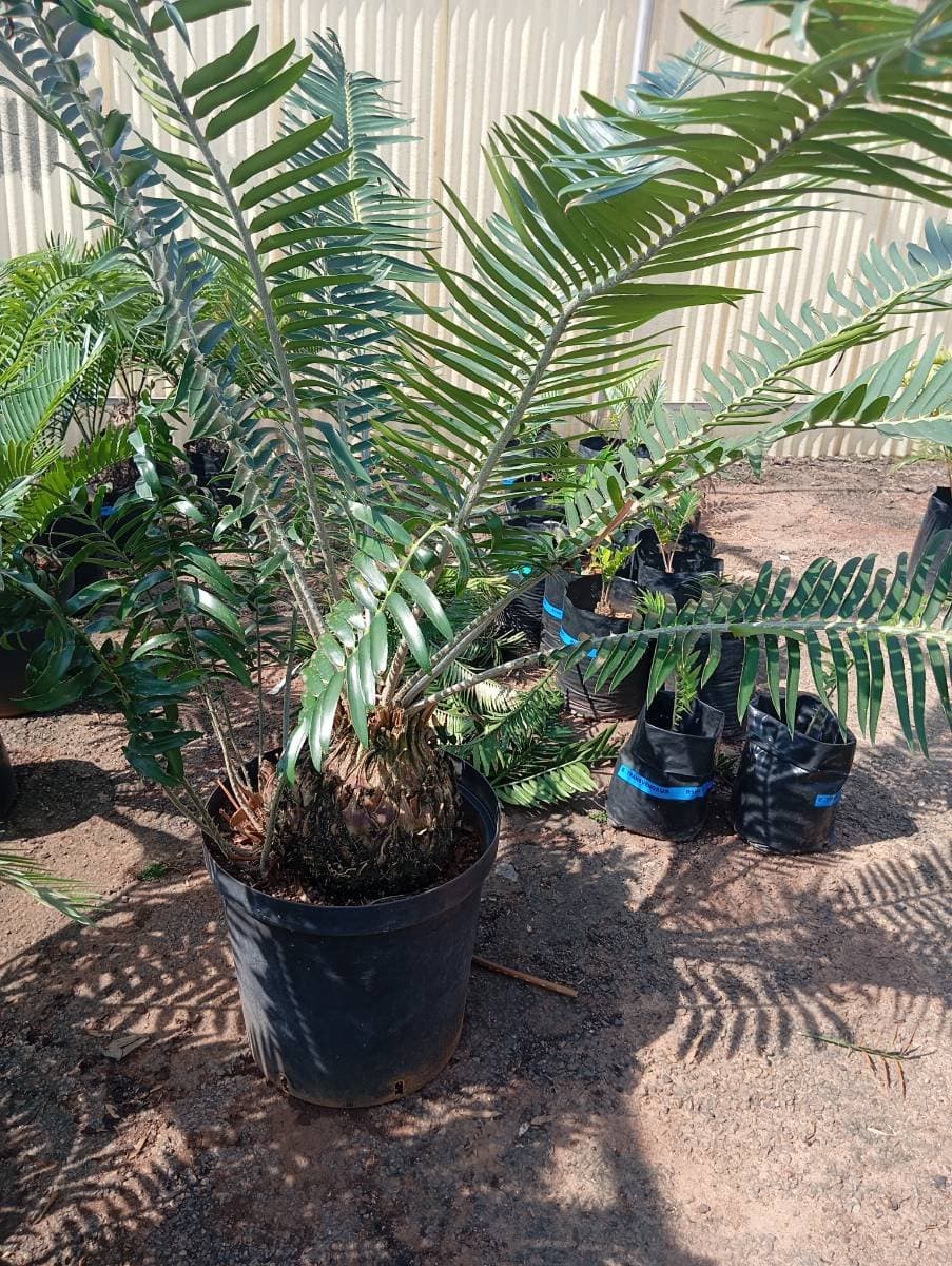 Encephalartos manikensis