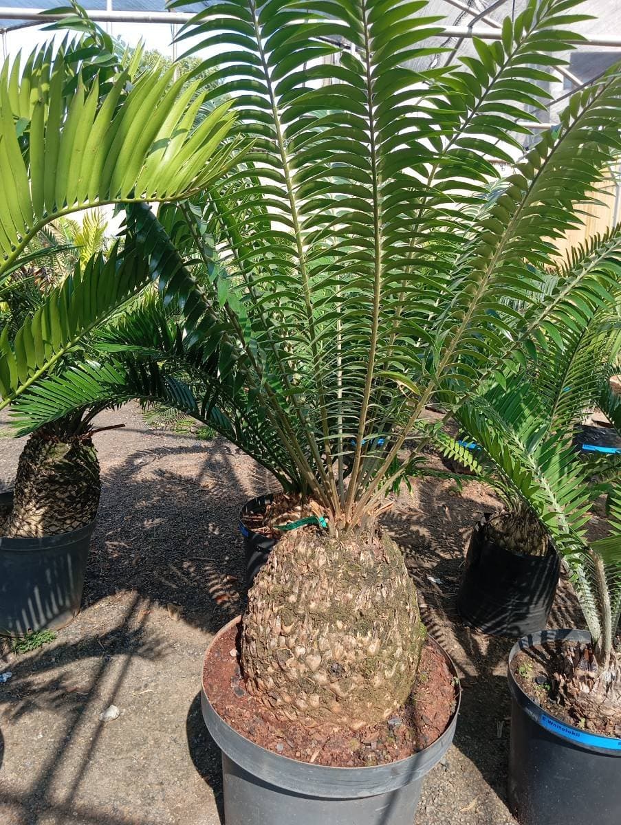 Encephalartos transvenosus